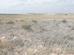 Caroxylon tuberculatum