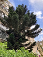 Araucaria