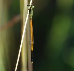 Ischnura rufostigma