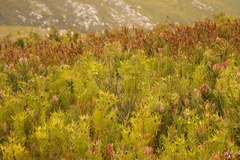 Anthobaphes violacea