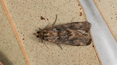Achyra affinitalis