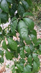 Neoalsomitra clavigera