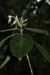 Pseuderanthemum
