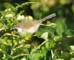 Prinia hodgsonii