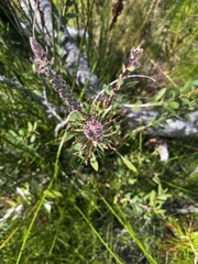 Melaleuca citrina