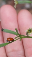 Coptocephala pallens