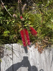 Melaleuca citrina