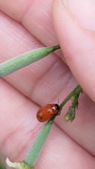 Coptocephala pallens