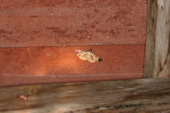 Eulepte concordalis