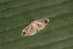 Eulepte concordalis