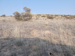 Centropodia glauca
