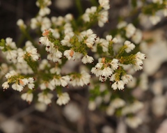 Erica triceps