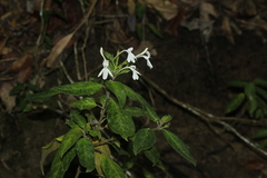 Pseuderanthemum