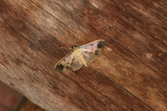 Eulepte concordalis