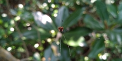 Gasteracanthinae