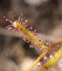 Drosera zeyheri