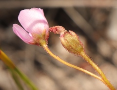 Drosera zeyheri