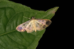 Eulepte concordalis