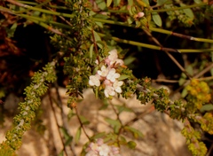 Lachnaea burchellii