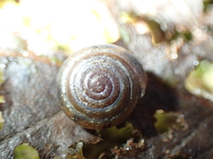 Perforatella bidentata