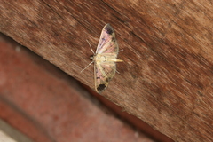 Eulepte concordalis