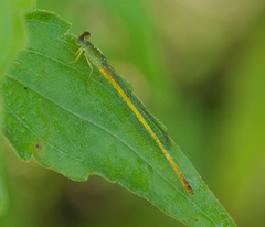 Ceriagrion indochinense