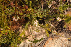 Lachnaea burchellii