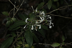 Pseuderanthemum