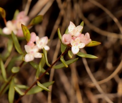 Lachnaea burchellii