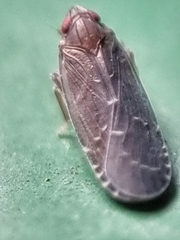 Achilidae