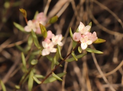 Lachnaea burchellii