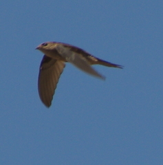 Cypsiurus balasiensis