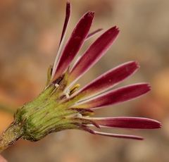 Gerbera serrata