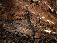 Cormocephalus rubriceps