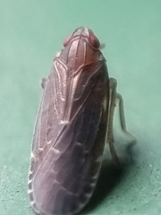 Achilidae