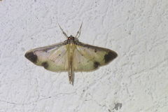 Eulepte concordalis