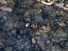 Camponotus rufoglaucus
