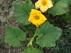 Cucurbita maxima