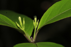 Pseuderanthemum