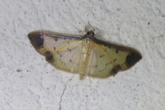 Eulepte concordalis