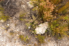 Erica fimbriata