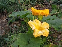 Cucurbita maxima