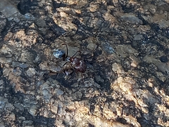 Camponotus rufoglaucus