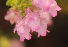 Erica fimbriata