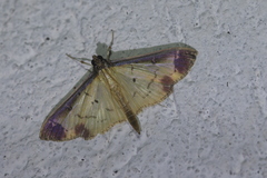 Eulepte concordalis