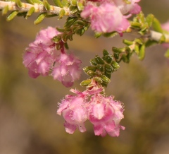 Erica fimbriata