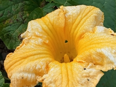 Cucurbita maxima
