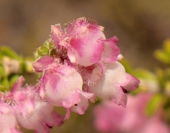 Erica fimbriata