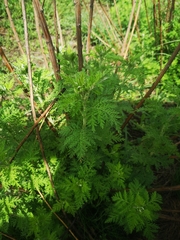 Artemisia afra