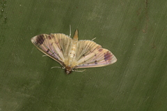 Eulepte concordalis